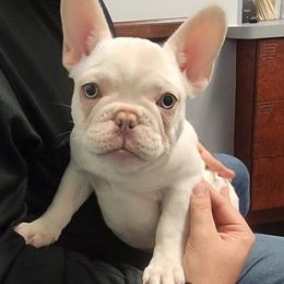 French Bulldog Puppies from Jessicah's Frenchies Michigan's French Bulldog Breeder