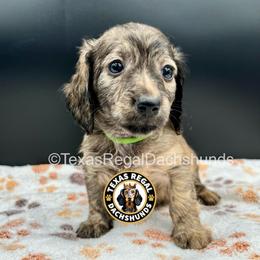 Blake - Cream male Dachshund puppy in Houston, Texas from Texas Regal Dachshunds LLC