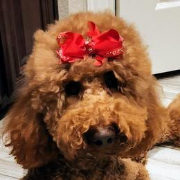 Goldendoodles, Poodles, and Shih Tzus from Pristine Puppies and Signature Studs