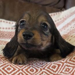 Champion sired Shaded Red LH Girl - Red female Dachshund puppy in Newalla, Oklahoma from Roughstock Border Collies and Dachshunds