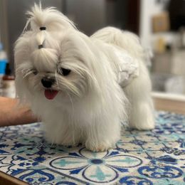 Maltese All Grown Up from A Maltese 4U