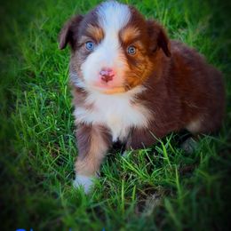 Chestnut - Red tri male Miniature Australian Shepherd puppy in Idalou, Texas from Lonesome Pine Mini Aussies