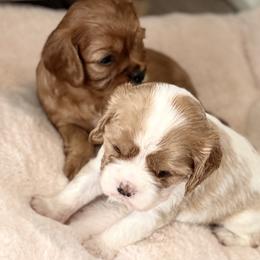 Cavalier King Charles Spaniels, Cavapoos, and Goldendoodles from 406springhilldoodles