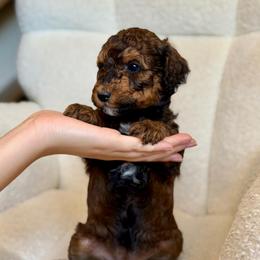 Shakira - Phantom female Goldendoodle puppy in Twin Falls, Idaho from Burrow & Bone