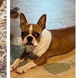 Jolene - Boston Terrier