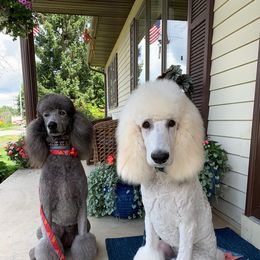 Poodle All Grown Up from Stone Run Standard Poodles