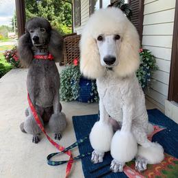 Poodle All Grown Up from Stone Run Standard Poodles