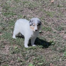 Tobias - White merle male Collie puppy in Malvern, Arkansas from Lost Acres Collies