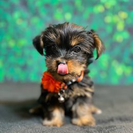 Lilo - Black and tan female Yorkshire Terrier puppy in Denver, Colorado from Melrey's paws