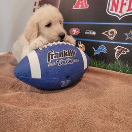 Labradoodle Puppies from Pawpaws Doodles