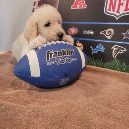 Labradoodle Puppies from Pawpaws Doodles