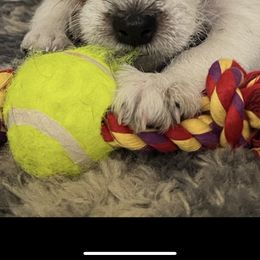 Jack Russell Terrier Puppies from Celtic River