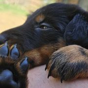 Red cord - Black and tan male Beauceron puppy in Strafford, New Hampshire from WildGoose Beaucerons