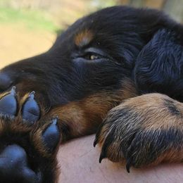 Red cord - Black and tan male Beauceron puppy in Strafford, New Hampshire from WildGoose Beaucerons