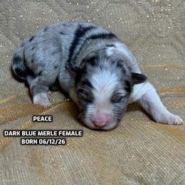 Peace - Blue merle female Australian Shepherd puppy in Bethany, Connecticut from Wynter Thyme Manor Australian shepherds