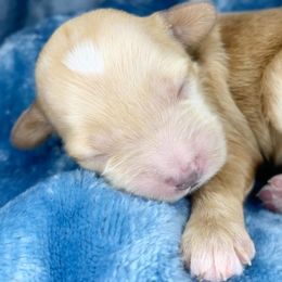 Ruby - Golden female Cockapoo puppy in Bedford, Iowa from Our Father’s Doodles