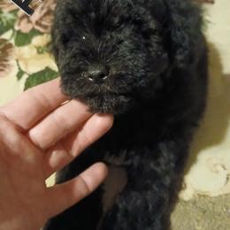 Fin - Black male Miniature Schnauzer puppy in Midland, Texas from Shebbies Puppy Palace