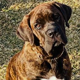 Poquito - Cane Corso
