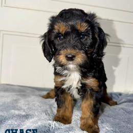 Chase - Tri-color male Australian Labradoodle puppy in Beecher, Illinois from Erica’s Doodles