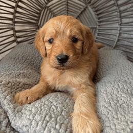 Bernedoodle and Goldendoodle Puppies from Dose of Doodles