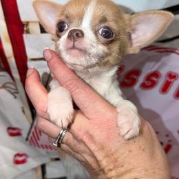Aria - Blue and white female Chihuahua puppy in Palmyra, Indiana from Country Star Chihuahuas