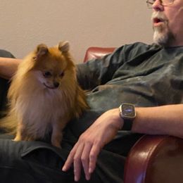 Pomeranian Puppies from Highlander Pomeranians