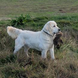Journey - Golden Retriever