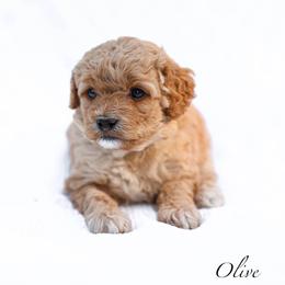 Olive - Red  female Goldendoodle puppy in Boise, Idaho from Goldendoodle Baby