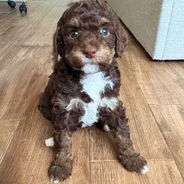 Shay - Red tri-color female Aussiedoodle puppy in Allen, Texas from Calena’s Doodles