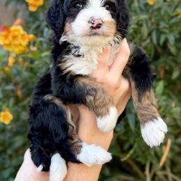 Payson - Tri-color female Bernedoodle puppy in Gilbert, Arizona from 5280 Bernedoodles