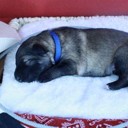 German Shepherd Puppies from Silver Elite Shepherds