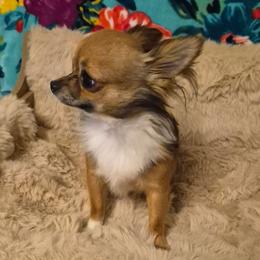 Gabe - Chihuahua