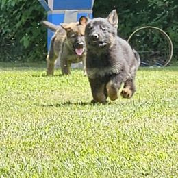 Boy 3 - Black and tan male German Shepherd puppy in Richland, New York from Hirten Bray Hugel