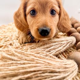 Dachshund Puppies from DachiesDash