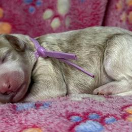 Purple - Red female Bernedoodle puppy in Yuciapa, California from AlltheDoodlez_