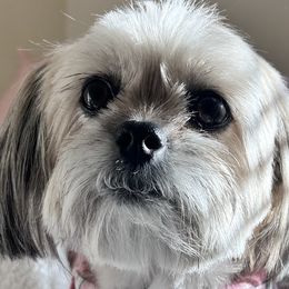 Shih Tzus from Ivy Ozz Pups