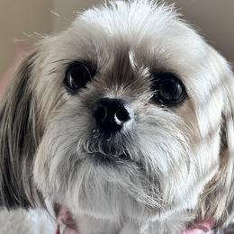 Shih Tzus from Ivy Ozz Pups