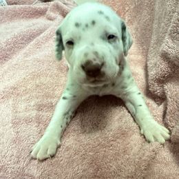 Posey - Girl 1 - White and liver brown female Dalmatian puppy in Leavenworth, Kansas from Tally Ho Dalmatians