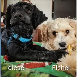 Cavapoo, Maltese, and Maltipoo All Grown Up from Carolina Canines