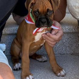 Cravo (now Charlie) - Fawn female Boxer puppy in Sacramento, California from The Bakery