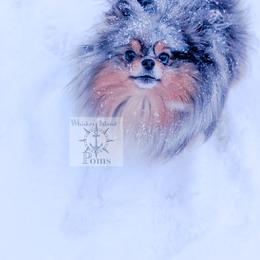 Czara - Pomeranian