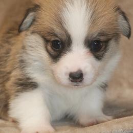 Doc - Sable male Pembroke Welsh Corgi puppy in West, Texas from Rustic Spur Kennel