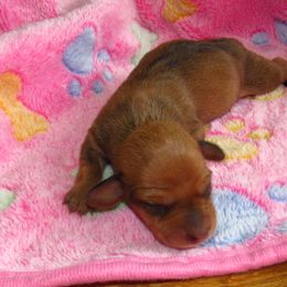 Dachshund Puppies from Hot Lil' Doggies  Dachshunds