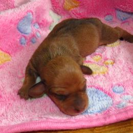 Dachshund Puppies from Hot Lil' Doggies  Dachshunds