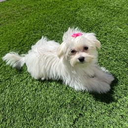 Girl 1 - White female Maltese puppy in Massachusetts from Happy Tail Yorkies and Maltese