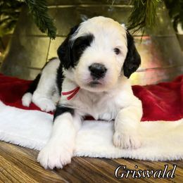 Griswald (Clark) - Black and white male Sheepadoodle puppy in Surprise, Arizona from Desert Lily Doodles