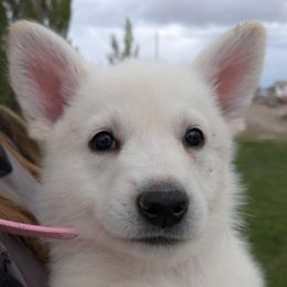Girl 3 - White female German Shepherd puppy in Tonopah, Nevada from Mercy's White Shepherds