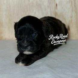 Stymie - Black male Cavapoo puppy in Nashville, Arkansas from Rocky Road Puppies