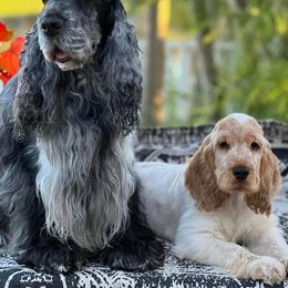 English Cocker Spaniel Puppies from Bellaluna English Cockers
