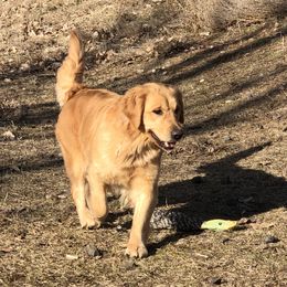 Maggie - Golden Retriever